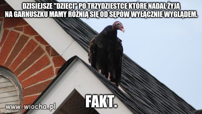 Życiowe Niedojdy