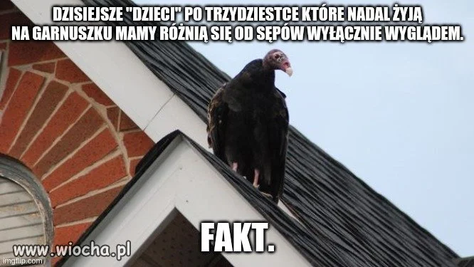 Życiowe Niedojdy