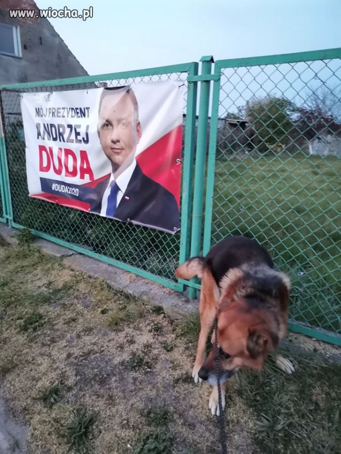 Pieseł oddaje swój głos- korespondencyjnie 