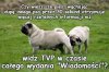 Wiadomości TVP