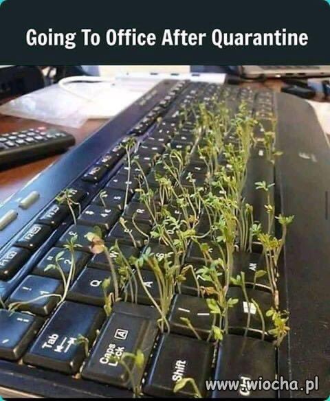 Kwarantanna?