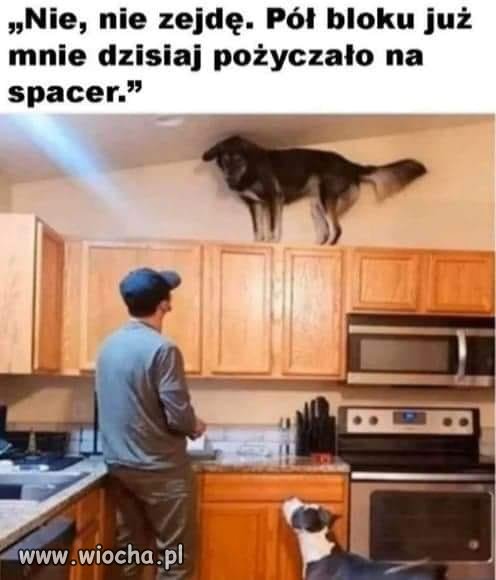 Pożycz psa