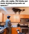 Pożycz psa