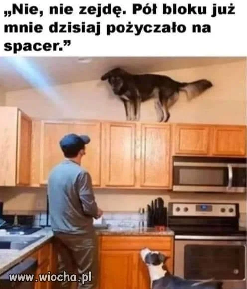 Pożycz psa