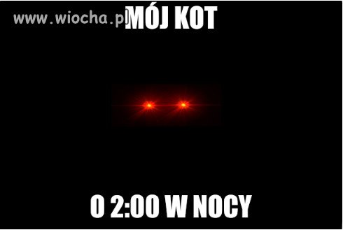 Mój kot