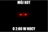 Mój kot