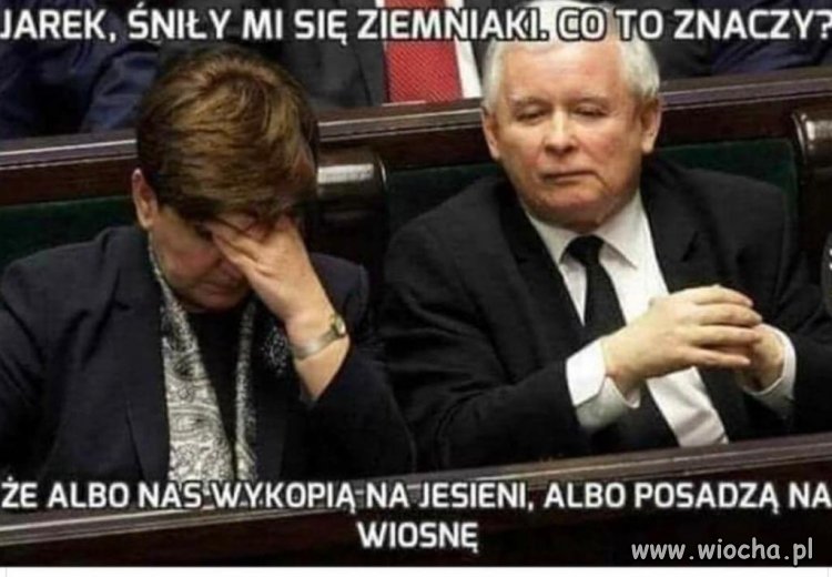 Wykopki 