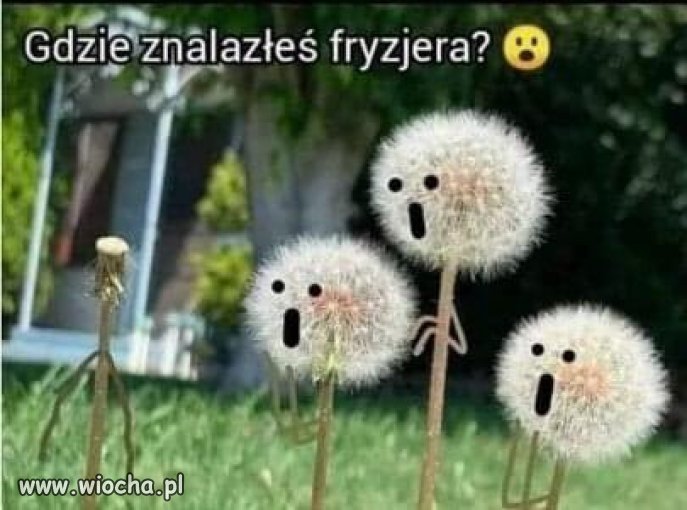Fryzjer...