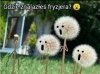 Fryzjer...