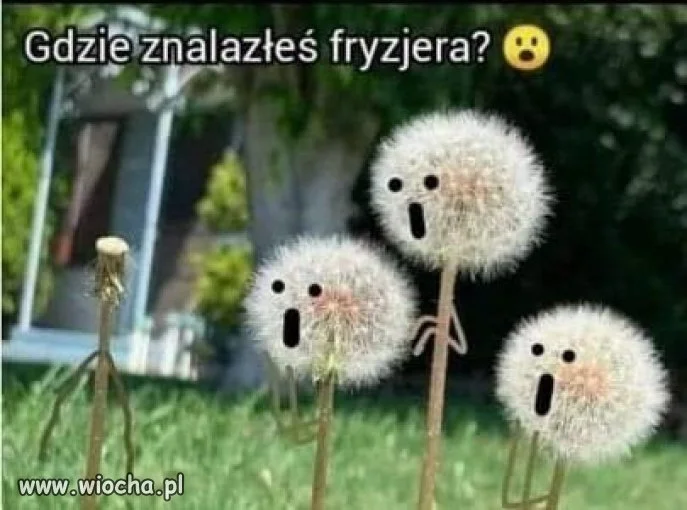 Fryzjer...