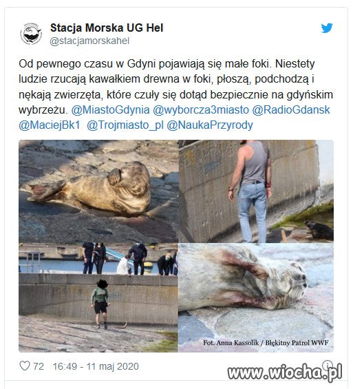 Turyści atakują foki w Gdyni.