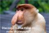 Mamusia