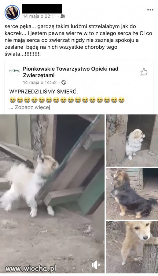 Miłość do zwierząt 