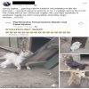 Miłość do zwierząt 