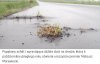 Klęska urodzaju w Polsce