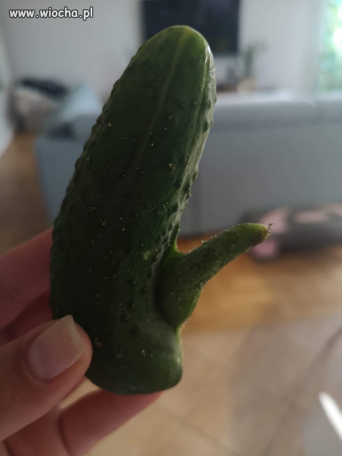 Ogórki 