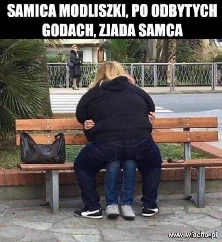 Samica modliszki