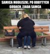 Samica modliszki