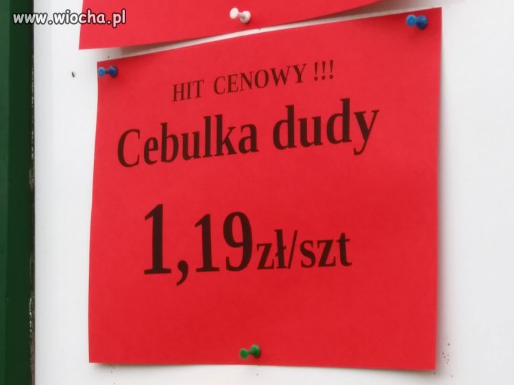 Cebulka Dudy