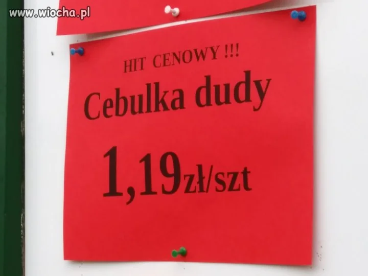 Cebulka Dudy