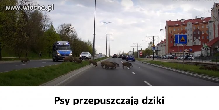 Tydzień dobroci wśród zwierząt?