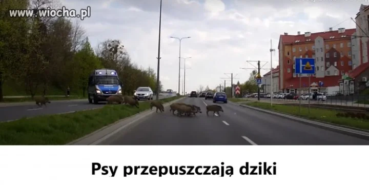 Tydzień dobroci wśród zwierząt?