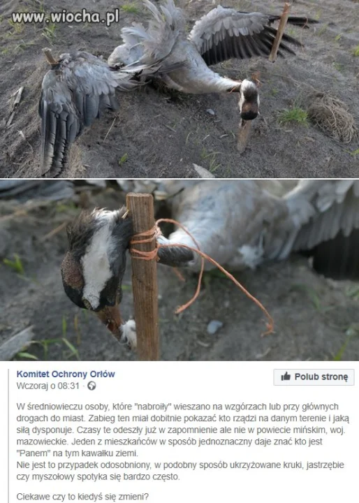 Tymczasem 