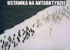 Ustawka na Antarktydzie