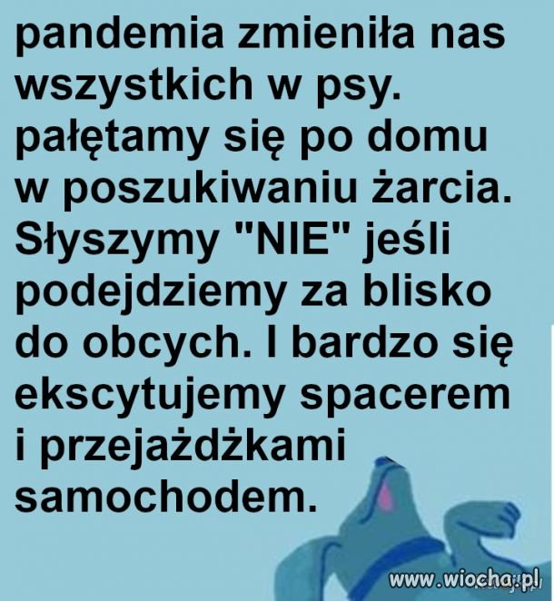 Pieskie życie...