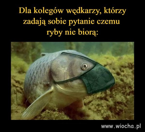 Od dzisiaj otwarte restauracje 