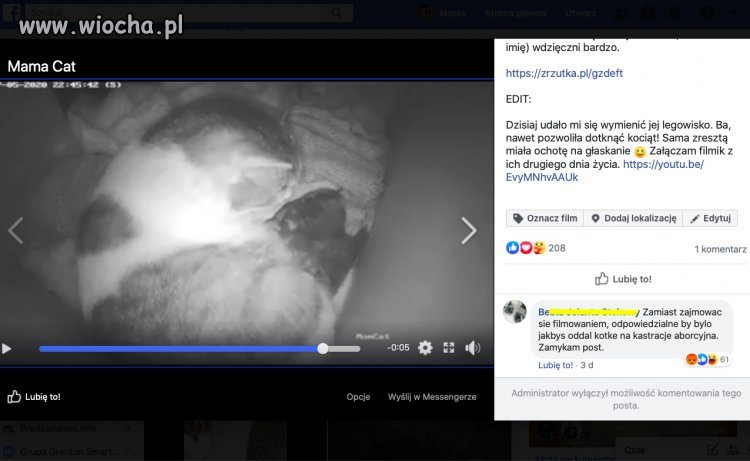 Absurd: specyficzna miłość do kotów