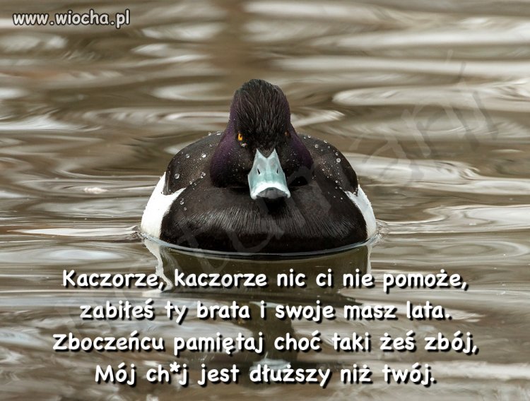 Tak mi się skojarzyło.