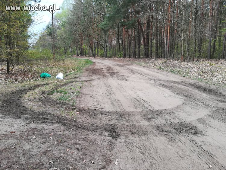 Wpuścili ludzi do lasu