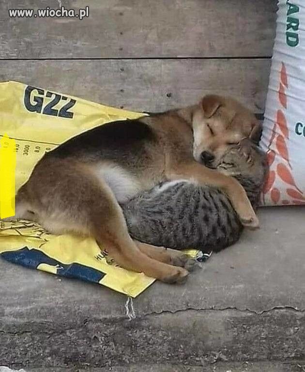 Jak pies z kotem