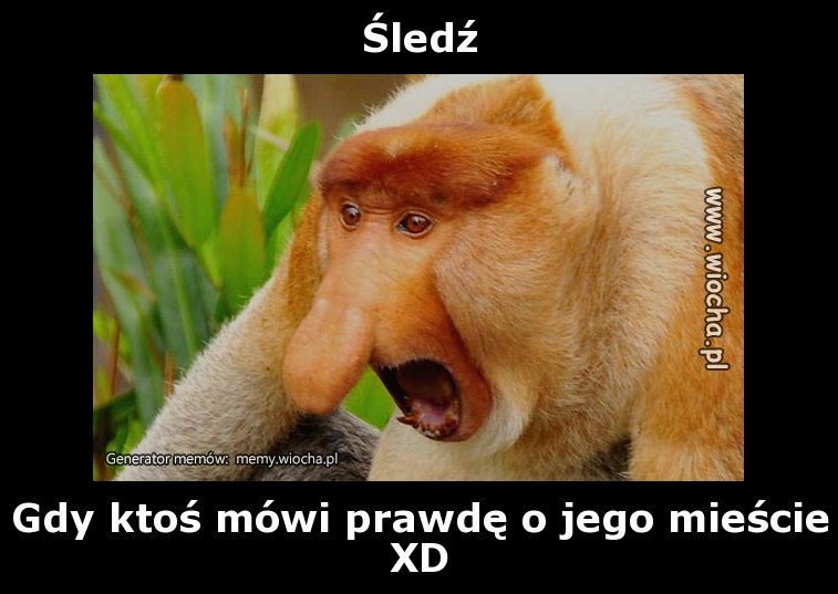 Śledź