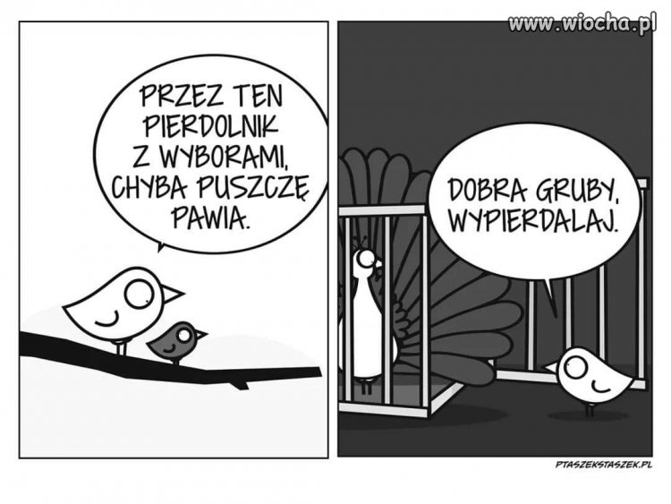 Paw wyborczy 2020