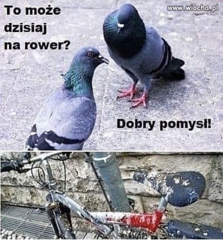 Gołębie  takie są