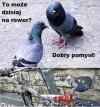 Gołębie  takie są