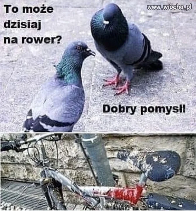 Gołębie  takie są