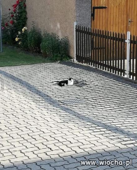 Ciężki kot