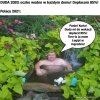 Brawo