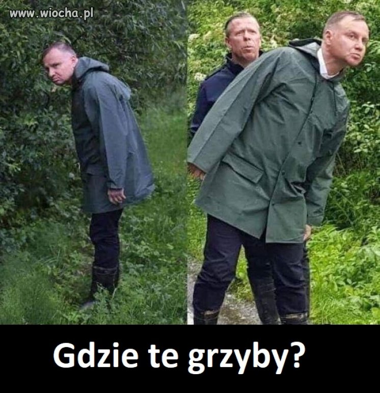 Grzybobranie