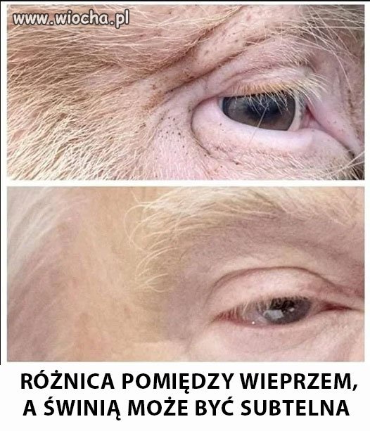 Świnie w USA