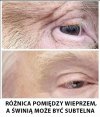 Świnie w USA