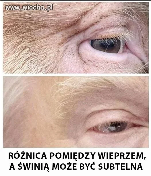 Świnie w USA