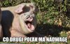Zamknij paszczę