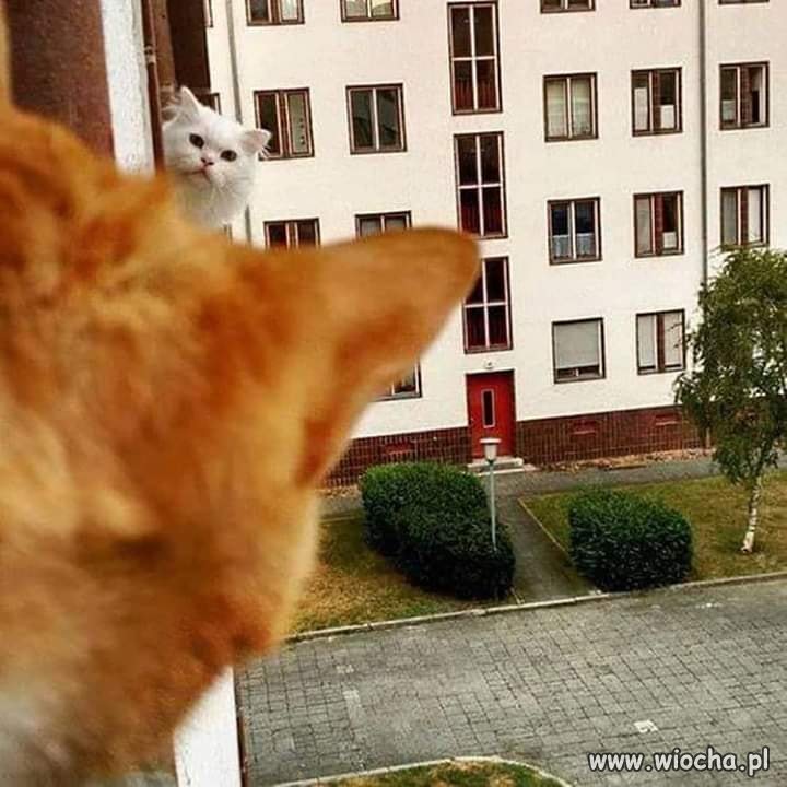 A ty jak żeś głosował?!