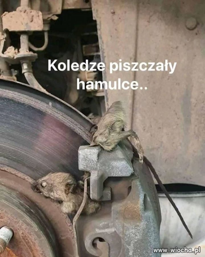 Naturalne klocki hamulcowe.