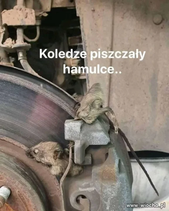 Naturalne klocki hamulcowe.