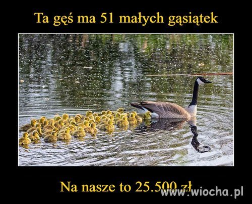 Przelicznik...